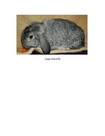 Referāts 'Rabbit Farming', 11.