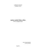 Referāts 'Nieru gaišo šūnu vēzis', 1.