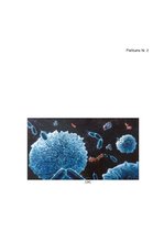 Diplomdarbs 'Asinis un asins plazma kā dzīvības nodrošināšanas elementi', 47.