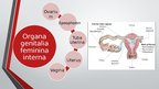 Prezentācija 'Sievietes uroģenitālā anatomija', 2.