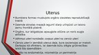Prezentācija 'Sievietes uroģenitālā anatomija', 14.