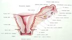 Prezentācija 'Sievietes uroģenitālā anatomija', 17.