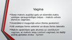 Prezentācija 'Sievietes uroģenitālā anatomija', 21.