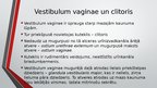 Prezentācija 'Sievietes uroģenitālā anatomija', 29.