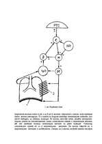 Referāts 'Dzīvnieka elpošanas sistēmas rezistence', 2.