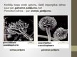 Prezentācija 'Aspergillus ģints - pelējuma sēnes', 5.