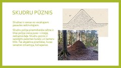 Prezentācija 'Piramīdas dabā', 8.