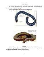 Referāts 'Abinieki', 6.