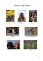 Referāts 'Viss par suņiem', 8.