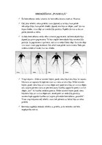 Konspekts 'Slēpošana - bremzēšana pusarklā', 4.