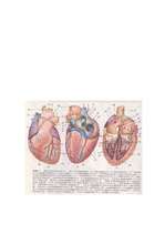 Referāts 'Asinsrites orgānu slimības un izsargāšanās no tām', 14.