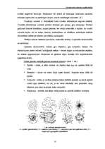 Referāts 'Latvijas mežu ainavas vizuālā uztvere', 10.