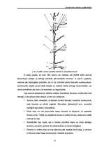 Referāts 'Latvijas mežu ainavas vizuālā uztvere', 13.