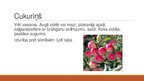 Prezentācija 'Augļu koku un ogulāju šķirnes', 6.