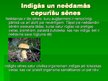 Prezentācija 'Sēnes', 16.