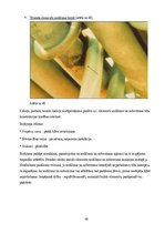 Prezentācija 'Inžinierbūves, tilti', 46.