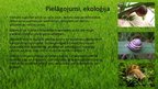 Prezentācija 'Gliemeži', 3.