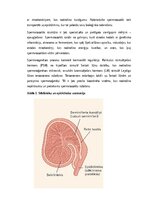 Konspekts 'Vīriešu reproduktīvās sistēmas anatomija: struktūra, funkcijas un dzimumu īpatnī', 3.