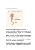 Konspekts 'Vīriešu reproduktīvās sistēmas anatomija: struktūra, funkcijas un dzimumu īpatnī', 4.