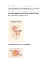 Konspekts 'Vīriešu reproduktīvās sistēmas anatomija: struktūra, funkcijas un dzimumu īpatnī', 6.