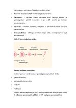 Konspekts 'Vīriešu reproduktīvās sistēmas anatomija: struktūra, funkcijas un dzimumu īpatnī', 11.