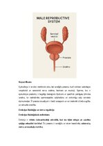 Konspekts 'Vīriešu reproduktīvās sistēmas anatomija: struktūra, funkcijas un dzimumu īpatnī', 15.