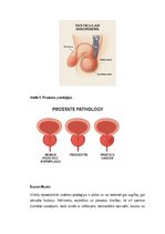 Konspekts 'Vīriešu reproduktīvās sistēmas anatomija: struktūra, funkcijas un dzimumu īpatnī', 20.