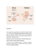 Konspekts 'Vīriešu reproduktīvās sistēmas anatomija: struktūra, funkcijas un dzimumu īpatnī', 23.