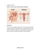 Konspekts 'Vīriešu reproduktīvās sistēmas anatomija: struktūra, funkcijas un dzimumu īpatnī', 26.