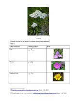 Referāts 'Fibonači skaitļu virkne', 17.