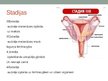 Prezentācija 'Dzemdes ķermeņa jeb endometrija vēzis', 11.