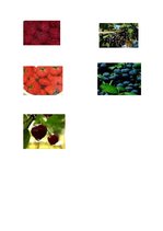 Konspekts 'Bērna runas un valodas izpēte', 12.