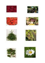 Konspekts 'Bērna runas un valodas izpēte', 16.