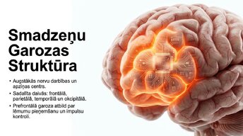 Prezentācija 'Neirobioloģijas pārskats', 3.