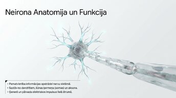 Prezentācija 'Neirobioloģijas pārskats', 4.