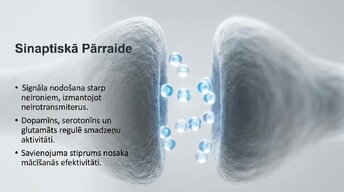 Prezentācija 'Neirobioloģijas pārskats', 6.