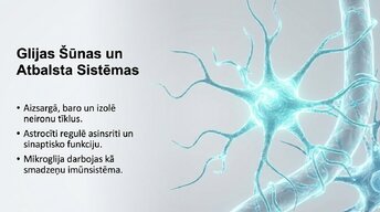 Prezentācija 'Neirobioloģijas pārskats', 7.