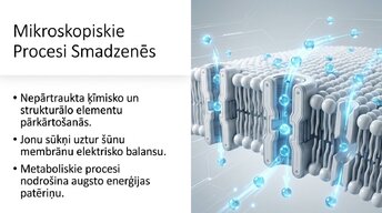 Prezentācija 'Neirobioloģijas pārskats', 8.