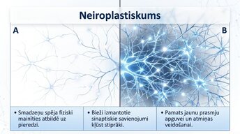 Prezentācija 'Neirobioloģijas pārskats', 10.