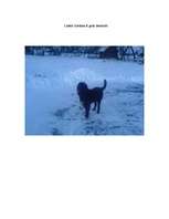 Referāts 'Gordonseters un viņa dzīvesveids', 30.