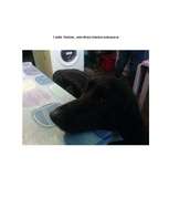 Referāts 'Gordonseters un viņa dzīvesveids', 31.