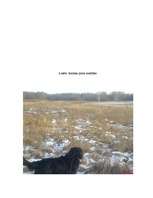 Referāts 'Gordonseters un viņa dzīvesveids', 34.