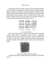 Referāts 'Fizikālā materiālzinība', 37.