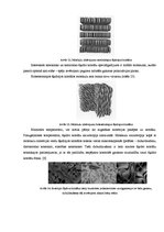 Referāts 'Fizikālā materiālzinība', 38.