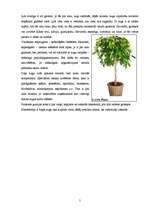 Referāts 'Telpaugu nozīme viesmīlības atmosfēras radīšanā', 5.