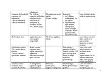 Konspekts 'Pigmentu īpašības, raksturojums un pielietojums', 7.