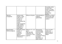 Konspekts 'Pigmentu īpašības, raksturojums un pielietojums', 13.