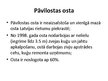Prezentācija 'Latvijas mazās ostas', 37.