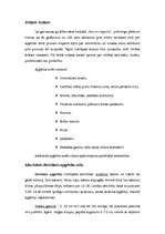 Referāts 'Apģērba kultūra', 3.