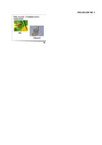 Prakses atskaite 'Prakse sākumskolā', 24.